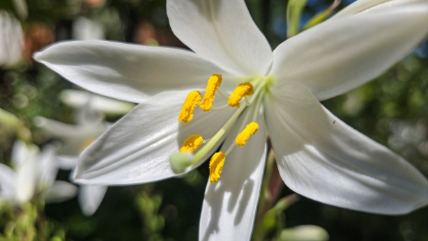 Foto - Bu çiçekten üretilen ürünler her derde deva! Kolonyası baş ağrısını kesiyor sabunu yaşlanmayı engelliyor! Daha nelere iyi gelmiyor ki!