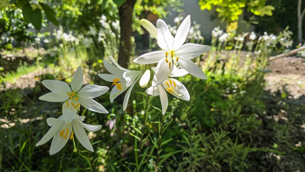 Foto - Bu çiçekten üretilen ürünler her derde deva! Kolonyası baş ağrısını kesiyor sabunu yaşlanmayı engelliyor! Daha nelere iyi gelmiyor ki!