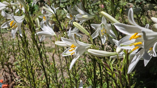 Bu çiçekten üretilen ürünler her derde deva! Kolonyası baş ağrısını kesiyor sabunu yaşlanmayı engelliyor! Daha nelere iyi gelmiyor ki!