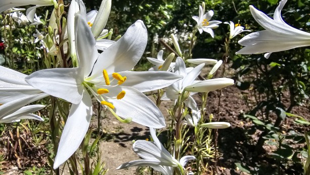 Foto - Bu çiçekten üretilen ürünler her derde deva! Kolonyası baş ağrısını kesiyor sabunu yaşlanmayı engelliyor! Daha nelere iyi gelmiyor ki!