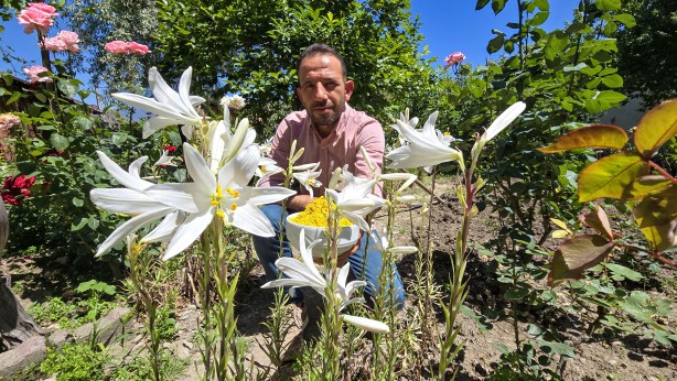 Foto - Bu çiçekten üretilen ürünler her derde deva! Kolonyası baş ağrısını kesiyor sabunu yaşlanmayı engelliyor! Daha nelere iyi gelmiyor ki!
