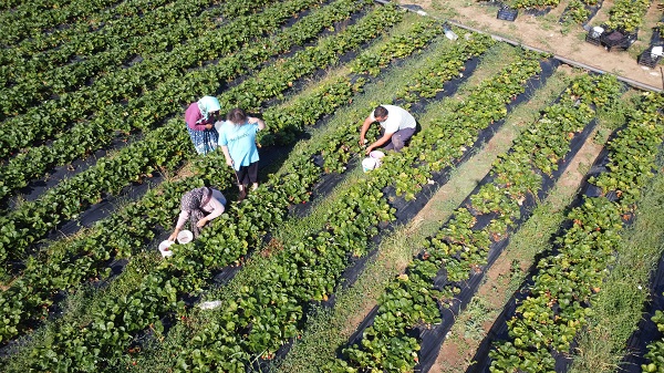 Foto - Bu çileği pazarda bulmak mümkün değil