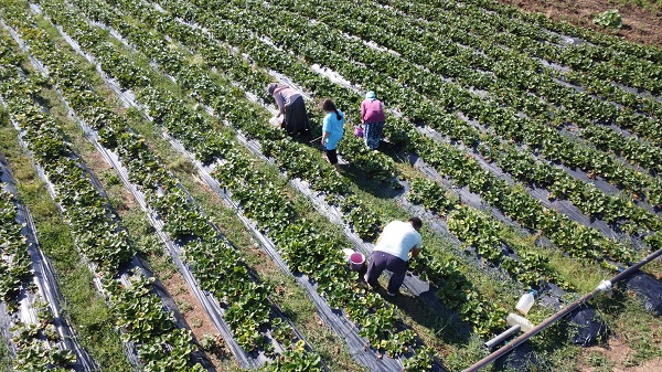Foto - Bu çileği pazarda bulmak mümkün değil