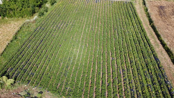 Foto - Bu çileği pazarda bulmak mümkün değil