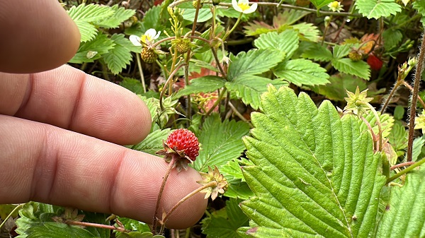 Foto - Bu çileğin aroması çok farklı