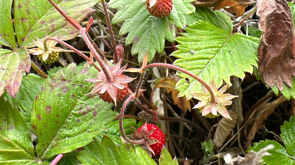 Foto - Bu çileğin aroması çok farklı