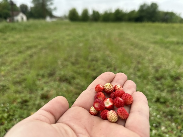 Foto - Bu çileğin aroması çok farklı