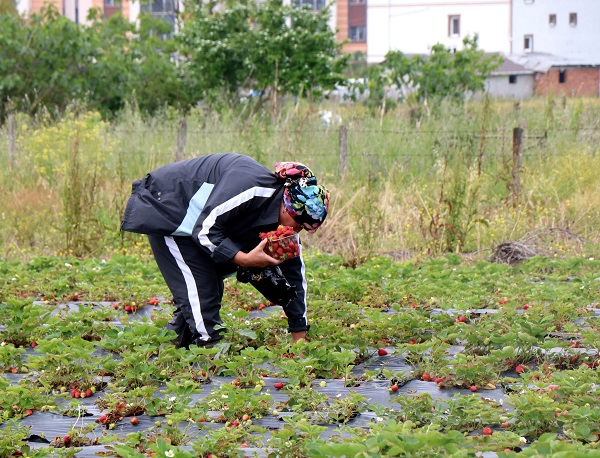 Foto - Bu çilek diğerlerinden çok farklı