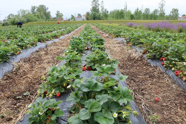 Foto - Bu çilek diğerlerinden çok farklı