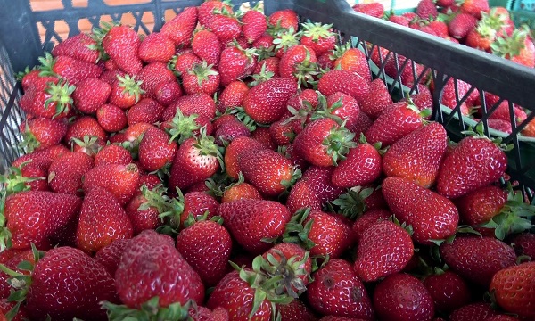 Foto - Bu çilek diğerlerinden çok farklı