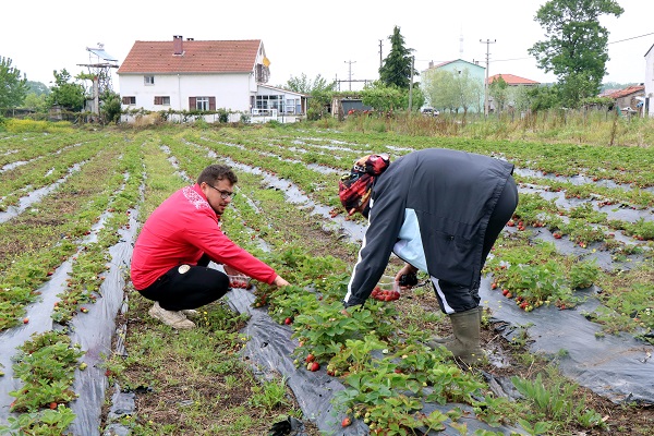 Foto - Bu çilek diğerlerinden çok farklı