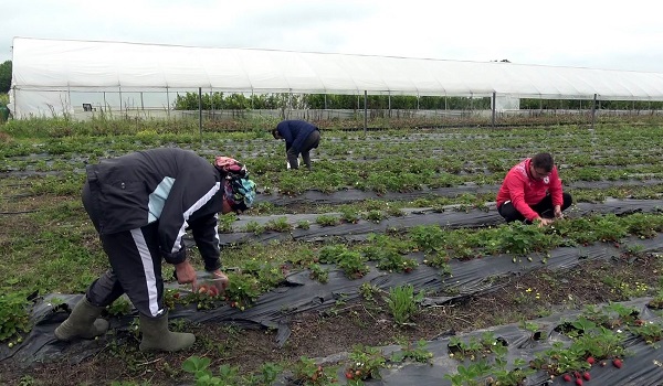 Foto - Bu çilek diğerlerinden çok farklı