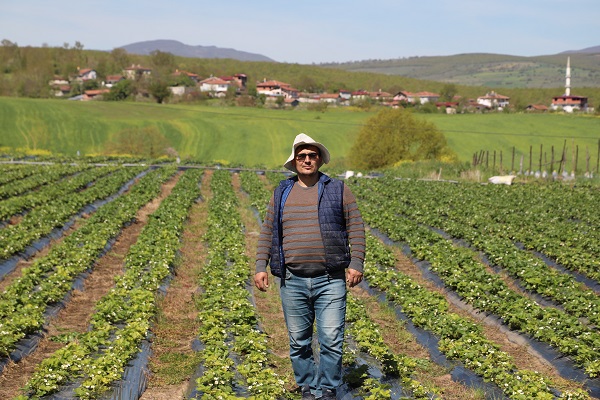 Foto - Bu çilek yok satıyor