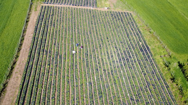 Foto - Bu çilek yok satıyor