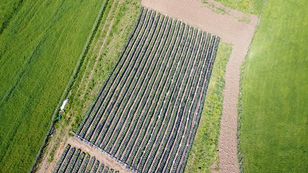 Foto - Bu çilek yok satıyor