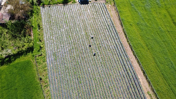 Foto - Bu çilek yok satıyor