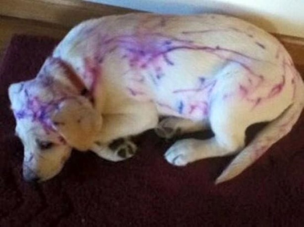 Foto - Bu çocuklar yaramazlığın dozunu biraz fazla kaçırmış!