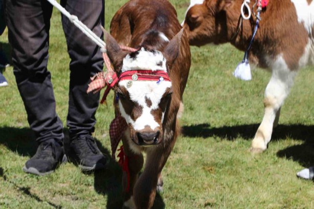 Foto - Bu da inek güzellik yarışması! İneğe saman sahibine para