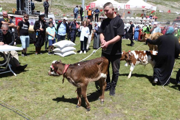 Foto - Bu da inek güzellik yarışması! İneğe saman sahibine para