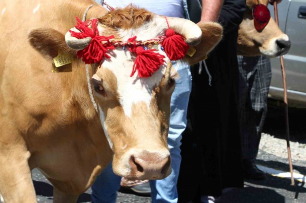 Foto - Bu da inek güzellik yarışması! İneğe saman sahibine para