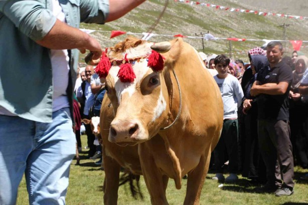 Foto - Bu da inek güzellik yarışması! İneğe saman sahibine para