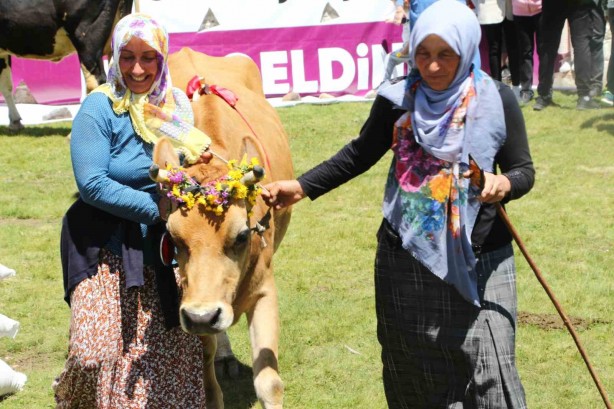 Foto - Bu da inek güzellik yarışması! İneğe saman sahibine para