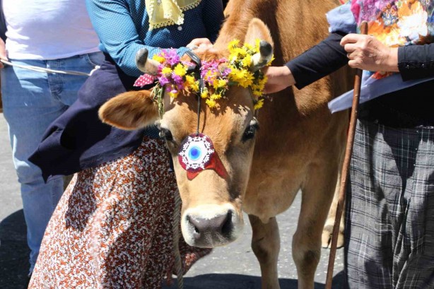 Foto - Bu da inek güzellik yarışması! İneğe saman sahibine para