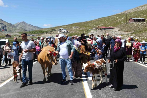 Foto - Bu da inek güzellik yarışması! İneğe saman sahibine para