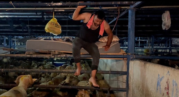 Foto - Bu da koyun koyuna nöbet! 