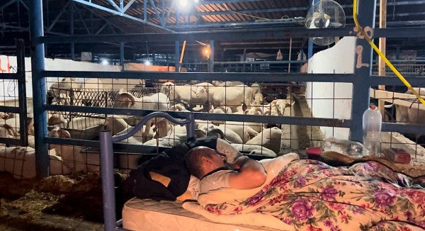 Foto - Bu da koyun koyuna nöbet! 