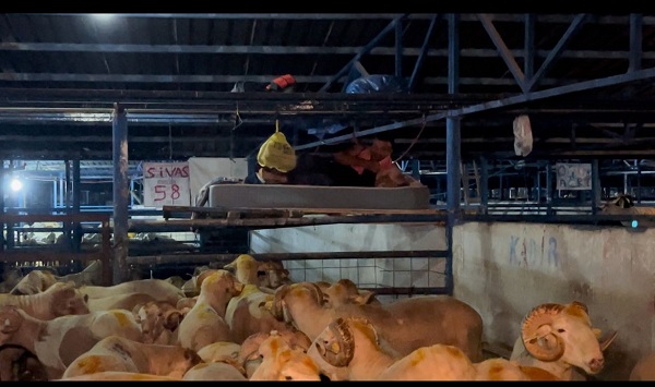 Foto - Bu da koyun koyuna nöbet! 