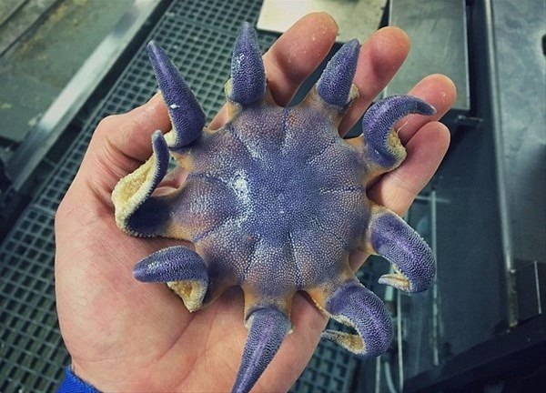 Foto - Bu deniz canlıları görenleri şaşkına çeviriyor!