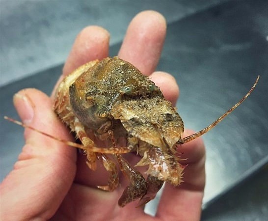 Foto - Bu deniz canlıları görenleri şaşkına çeviriyor!