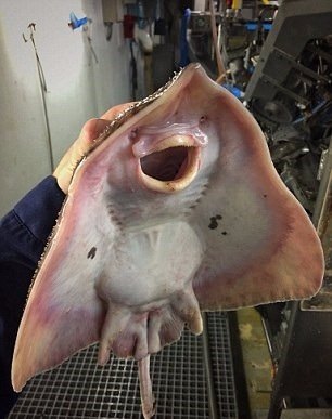 Foto - Bu deniz canlıları görenleri şaşkına çeviriyor!