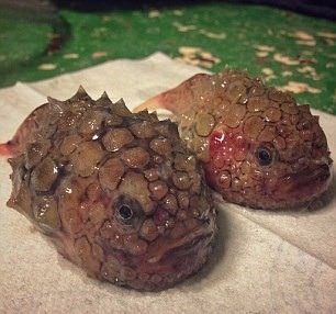 Foto - Bu deniz canlıları görenleri şaşkına çeviriyor!