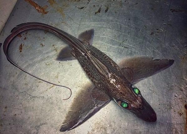 Foto - Bu deniz canlıları görenleri şaşkına çeviriyor!