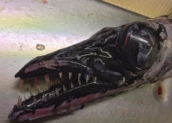 Bu deniz canlıları görenleri şaşkına çeviriyor!