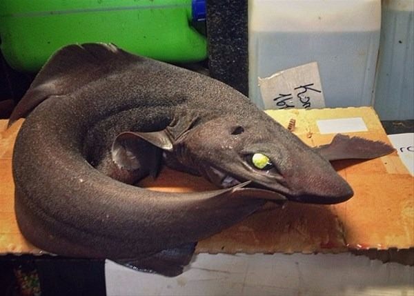 Foto - Bu deniz canlıları görenleri şaşkına çeviriyor!