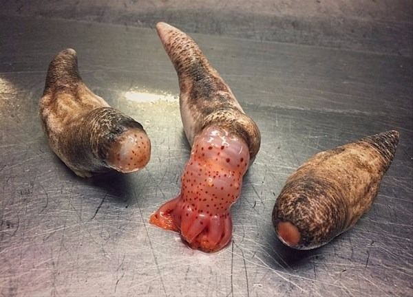 Foto - Bu deniz canlıları görenleri şaşkına çeviriyor!