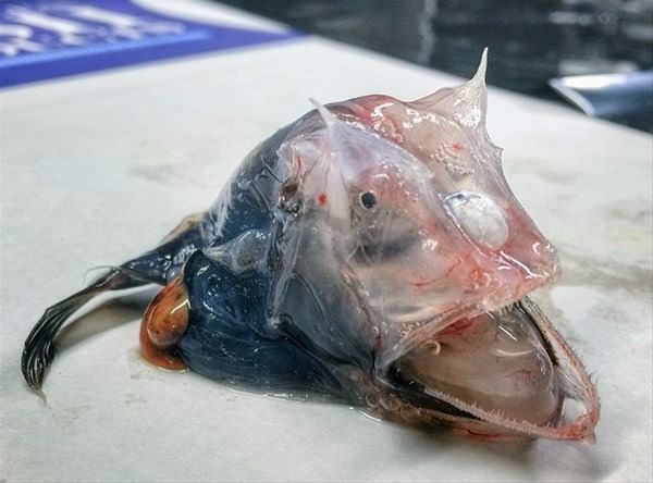 Foto - Bu deniz canlıları görenleri şaşkına çeviriyor!