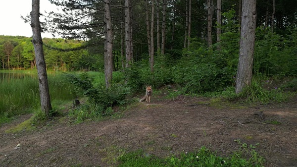 Foto - Bu doğa harikası Türkiye'de