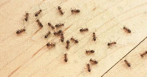 Foto - Bu doğal yöntemi kesinlikle deneyin! Evden karıncaları anında yok ediyor