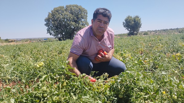 Foto - Bu domatesin kilosu 10 lira