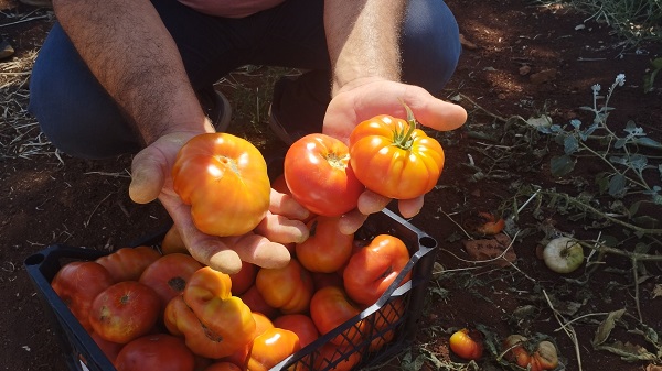 Foto - Bu domatesin kilosu 10 lira