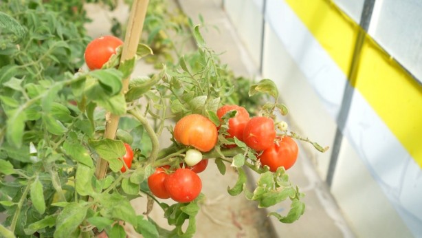 Foto - Bu domateslerin özelliğini duyunca şaşıracaksınız! Bilim adamlarından küresel ısınmaya çalım