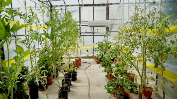 Foto - Bu domateslerin özelliğini duyunca şaşıracaksınız! Bilim adamlarından küresel ısınmaya çalım