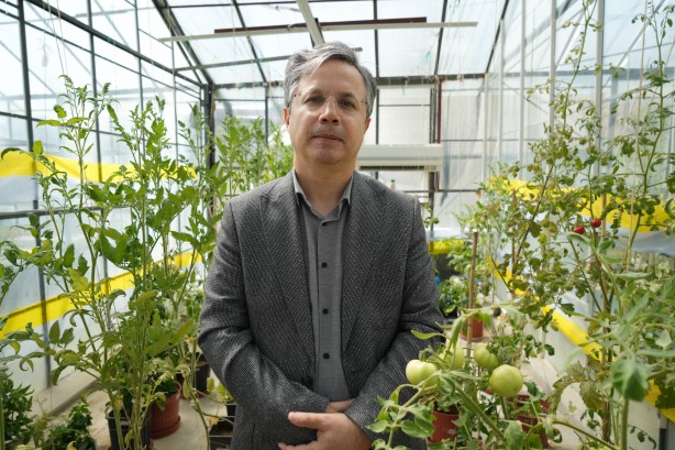 Bu domateslerin özelliğini duyunca şaşıracaksınız! Bilim adamlarından küresel ısınmaya çalım