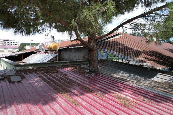 Foto - Bu dükkanın ortasından ağaç geçiyor