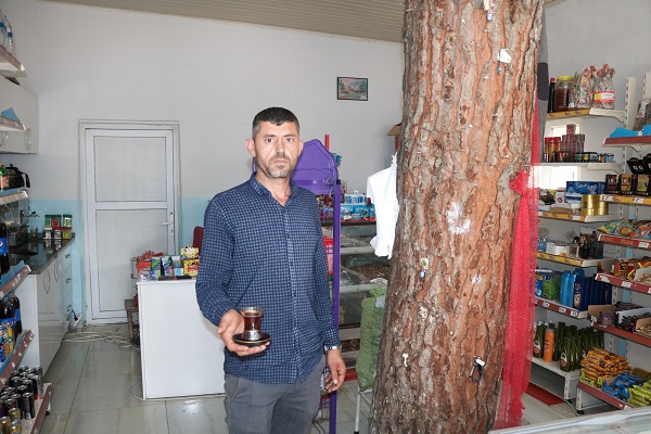 Foto - Bu dükkanın ortasından ağaç geçiyor