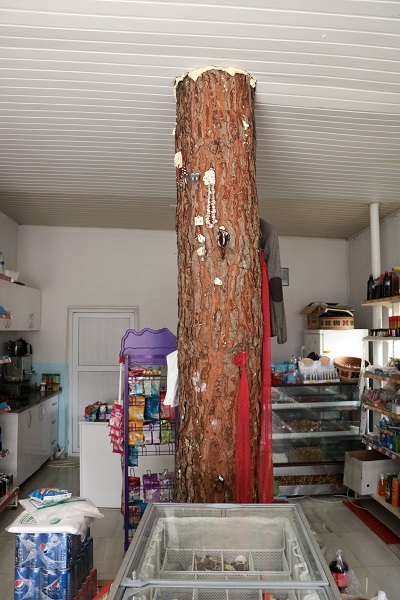 Foto - Bu dükkanın ortasından ağaç geçiyor